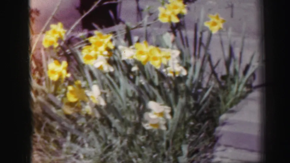 Close garden shot of yellow daffodils with soft focus and visible 8mm film texture.