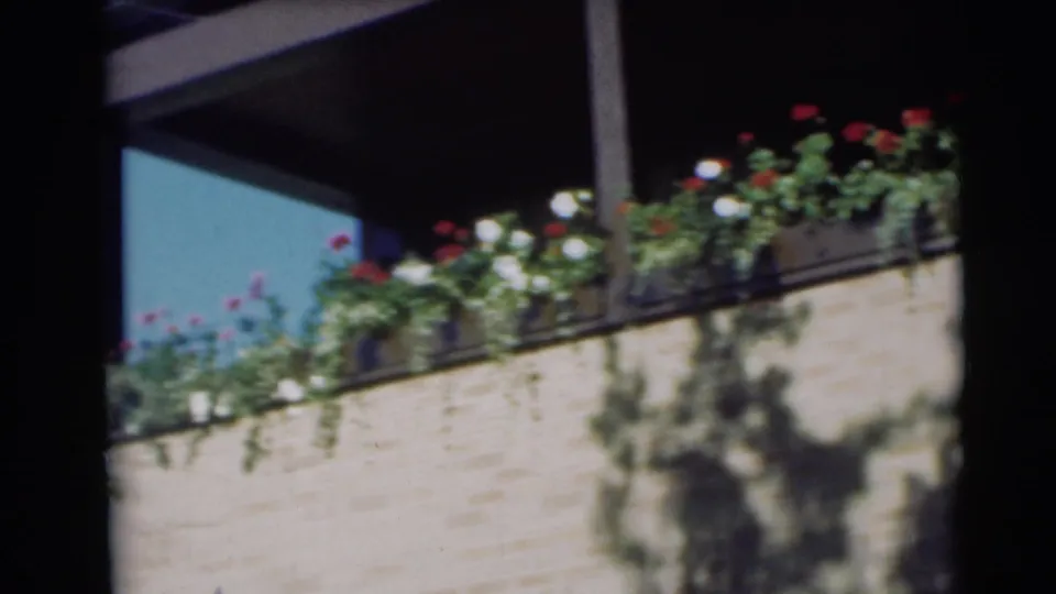 1954 Pennington, New Jersey frame with morning glory-like blooms and vines stretching along a sunlit balcony facade.