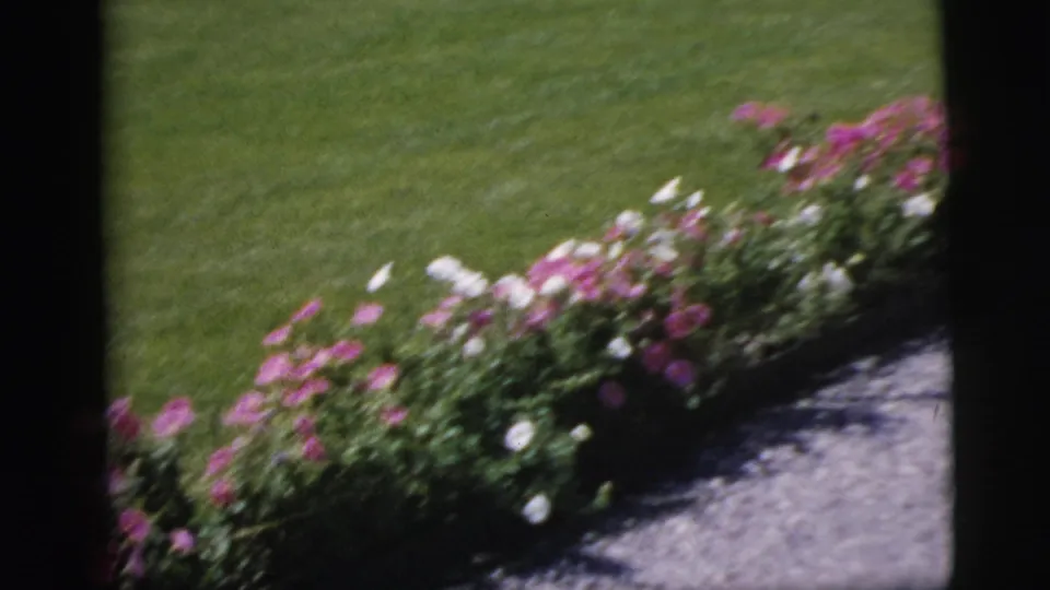 1955 Pennington garden detail showing pink and white flowers along a lawn with a paved edge in soft 8mm color.