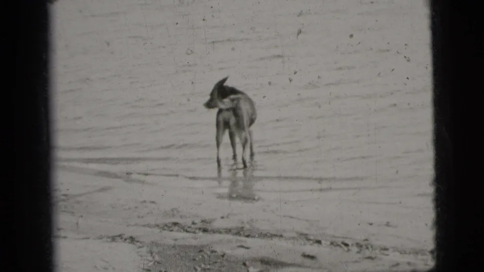 Black-and-white home-movie frame from the 1956 New York clip showing a dog standing alone in shallow rippled water.