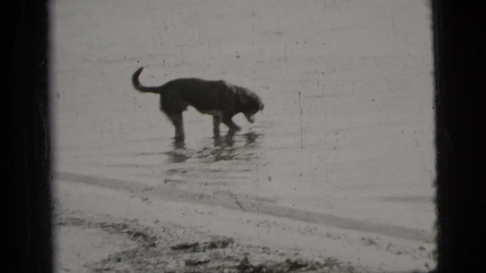 Black-and-white 1956 New York City 8mm frame showing a dog wading near the shallow edge of the water by a low shoreline.