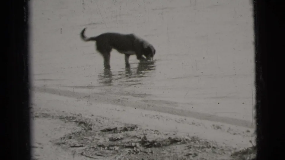 Black-and-white 1956 New York City home-movie frame showing a dog drinking or sniffing at the water's edge in a shallow shoreline area.
