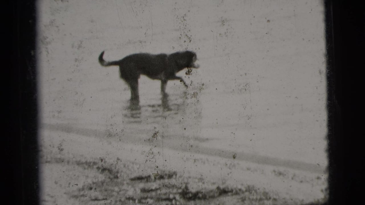 Dog standing in shallow water near the edge of wet sand.