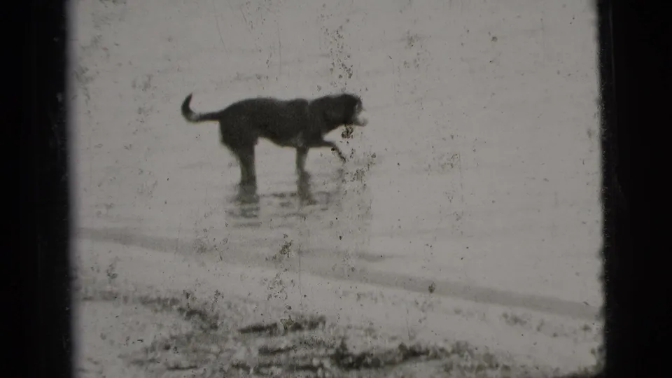 A dog stands in shallow shoreline water in 1956 New York City home-movie footage, framed by dark 8mm gate edges.