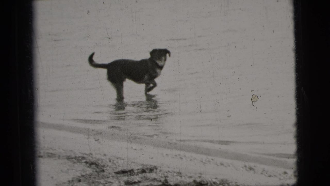 A dog lifts one paw in shallow water at a New York City beach, seen in grainy black-and-white 8mm footage from 1956.