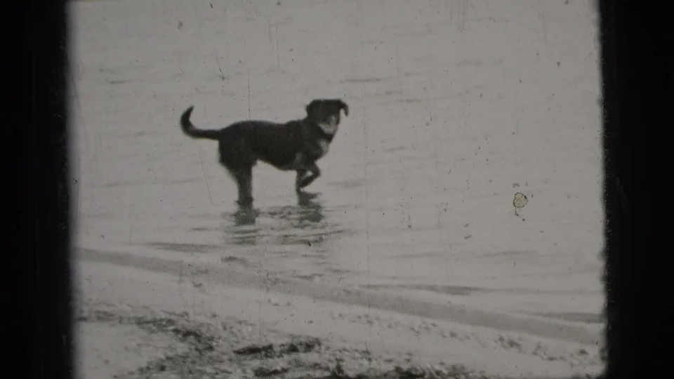 A dog lifts one paw in shallow water at a New York City beach, seen in grainy black-and-white 8mm footage from 1956.