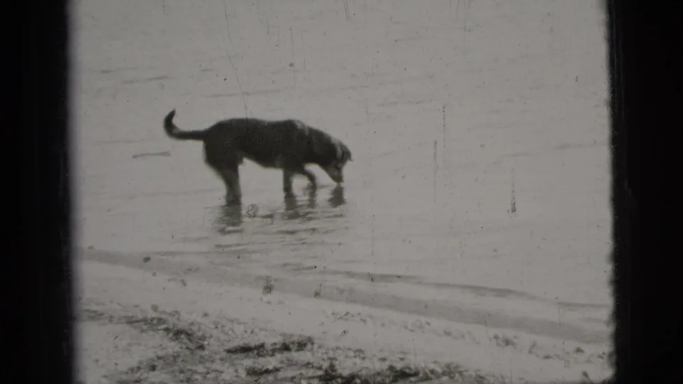 A dog bends toward the shallow shoreline water, possibly drinking or sniffing, in 1956 New York City 8mm home-movie footage.