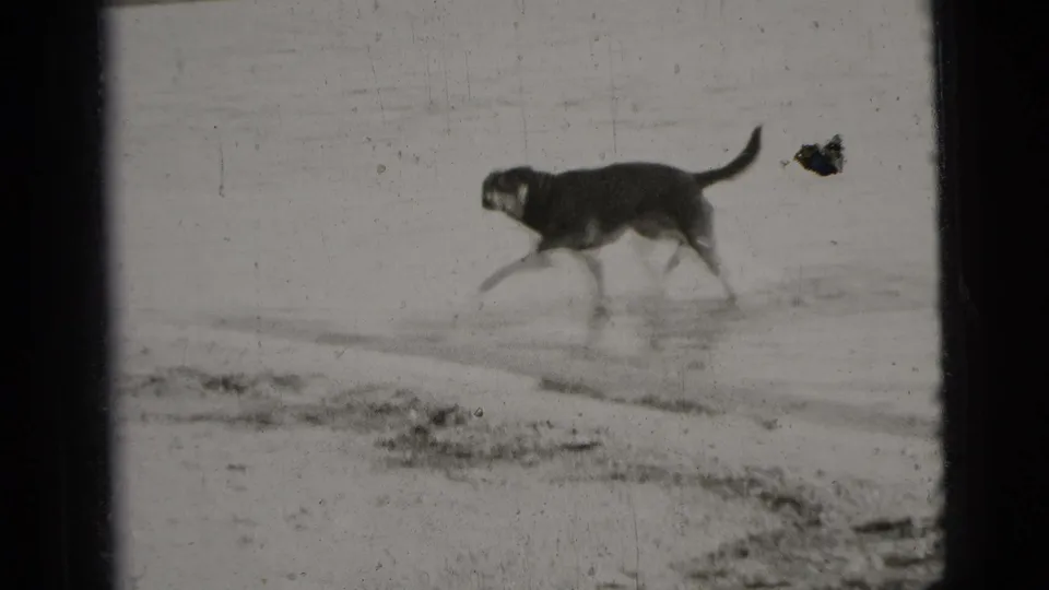 A dog runs across wet beach sand beside shallow water in black-and-white 1956 New York City 8mm footage.