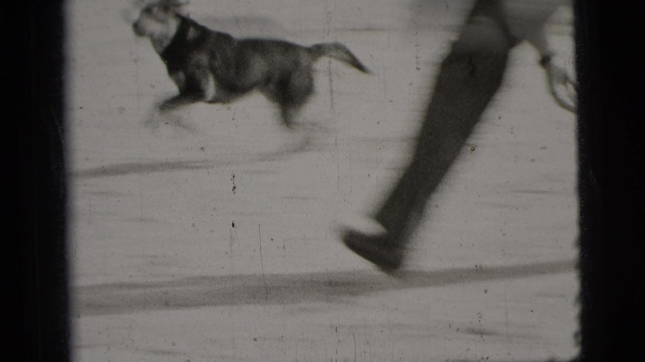 Dog running across open ground near a man’s stride.