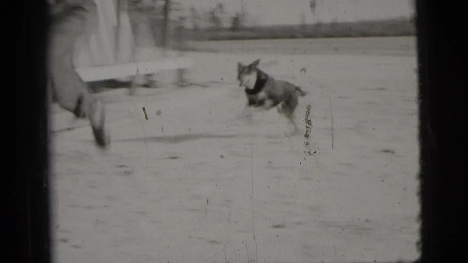 A small dark dog runs across the paved area near the wooden shelter while part of the man's arm remains at the frame edge.