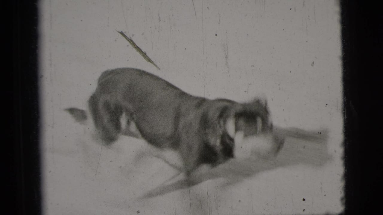 Dog bending low in snow with its head near the ground.