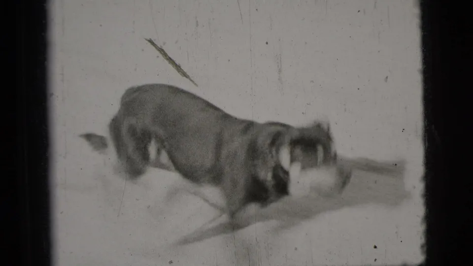 A dog lowers its head while moving through a snowy yard in black-and-white 8mm footage from New York City, 1956.