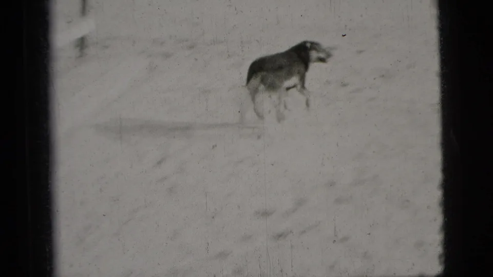 A dog appears farther from the camera on a snow-covered yard, seen in grainy 1956 New York City 8mm home-movie footage.