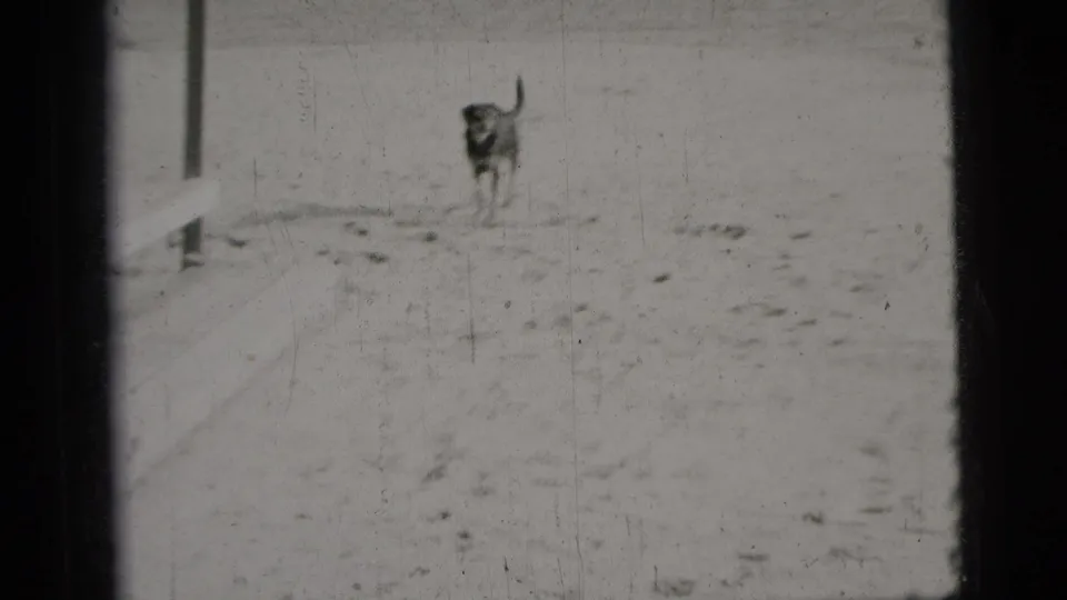 A dog faces toward the camera near a vertical post on snow-covered ground in 1956 New York City home-movie footage.