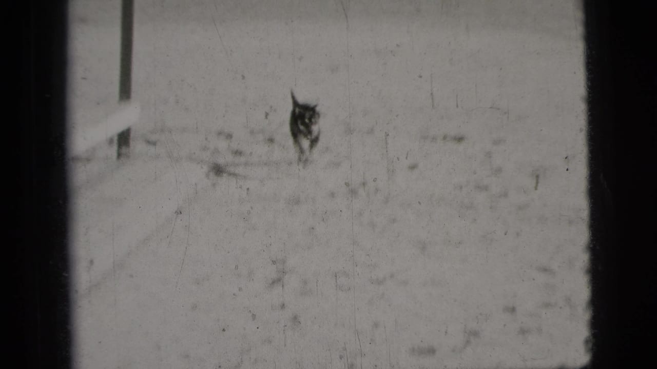 Small dark dog running across a pale sandy or wet surface.