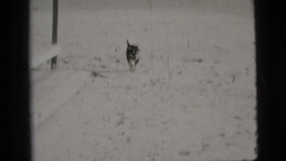A small dark dog appears at a distance on a pale sandy or wet surface in 1956 New York City home-movie footage.