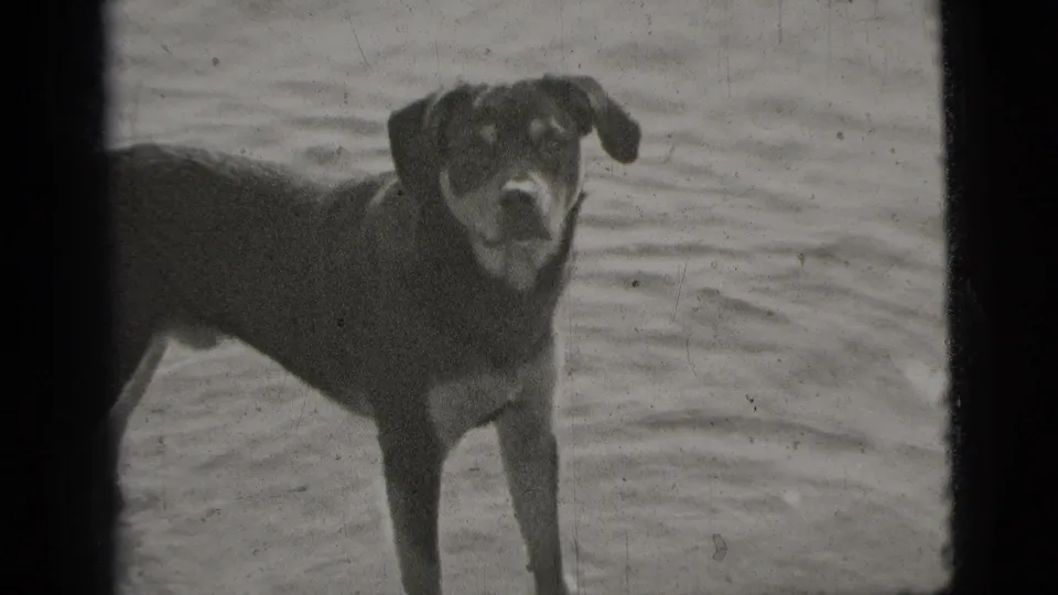 A dark-coated dog stands near the camera on rippled wet sand or shallow water, looking toward the lens.