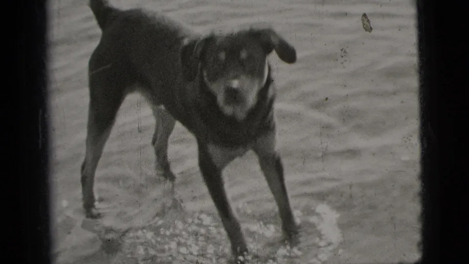 The dog faces the camera at close range, front legs spread on a rippled wet surface in archival 8mm footage.