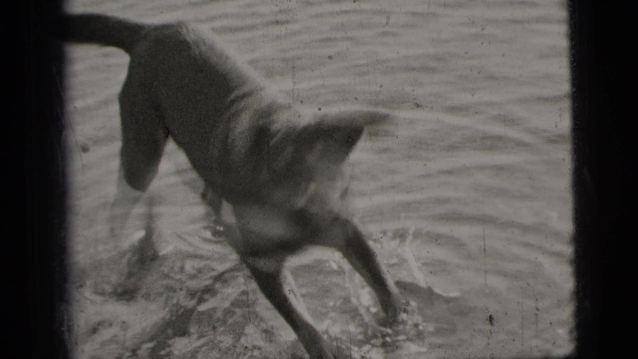 Dog standing in shallow rippled water, partly cropped by the frame edge.