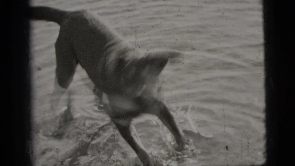 Black-and-white 8mm frame of a dog standing alert in shallow water, with ripples and soft film grain visible.