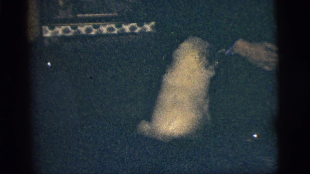 Small light-colored dog with dark markings sits on a dark green carpet in 1956 New York City home-movie footage.