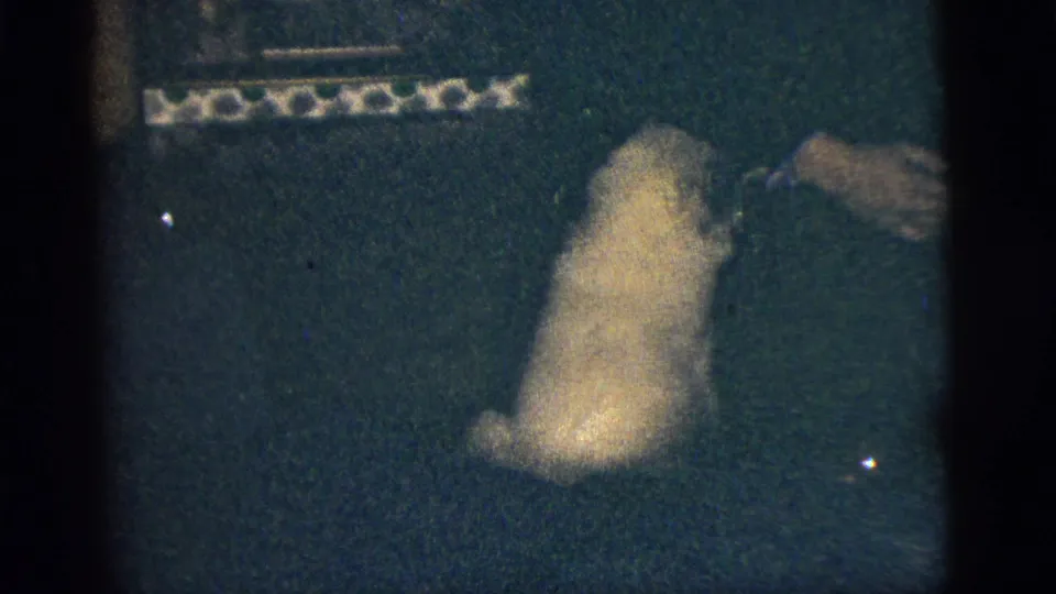 Small light-colored dog with dark markings sits on a dark green carpet in 1956 New York City home-movie footage.