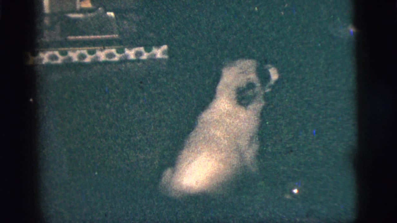 Small dog sits upright on dark carpet, facing to the side.