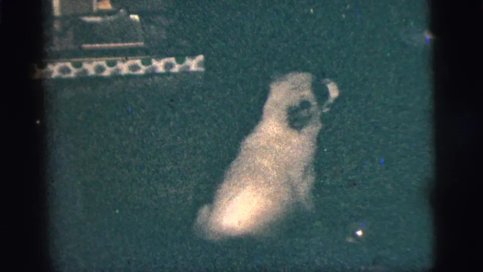 Small dog with dark facial markings sits upright on a dark carpet in grainy 8mm interior footage.
