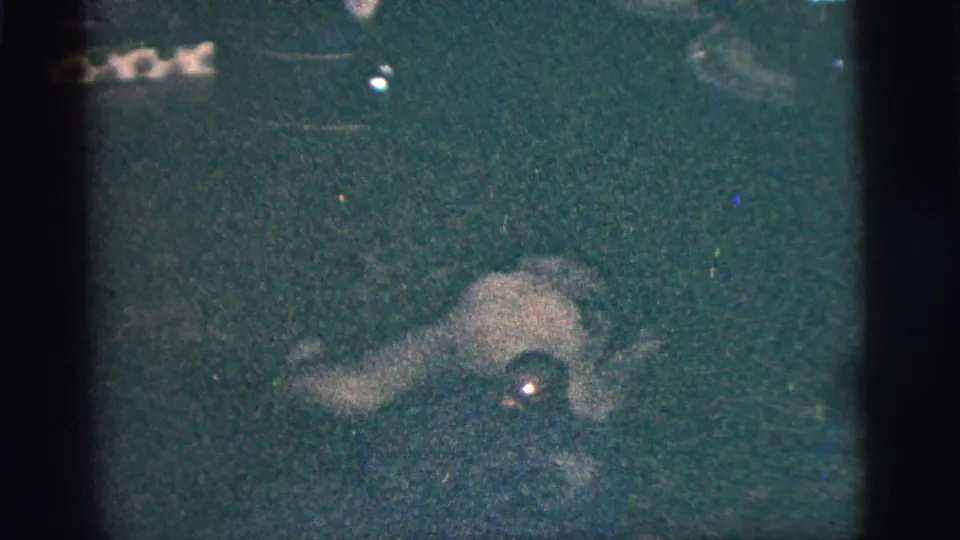 Small light-colored dog crouches low on a dark carpet near a small reflective object in a private interior.