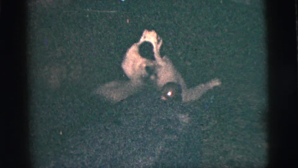 Small dog with dark markings appears to play on the carpet near a hand or object in 1956 New York City home footage.