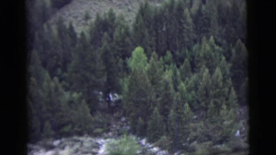 1958 8mm home-movie view of dense evergreen forest on a mountain slope, partly obscured by a dark window frame.