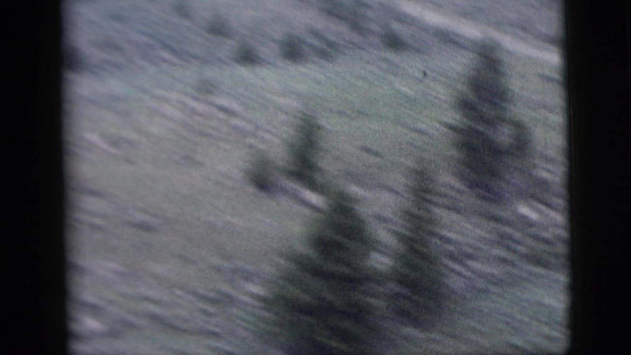 Blurred evergreen tree against a pale, sloping wooded landscape.