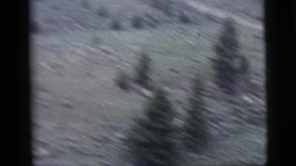 Soft 8mm frame showing an evergreen tree passing in front of a pale wooded slope, with motion blur and grain.