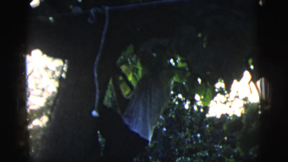 The young man appears partly turned away while balancing on or hanging from a branch, surrounded by dense foliage and high-contrast 8mm light.