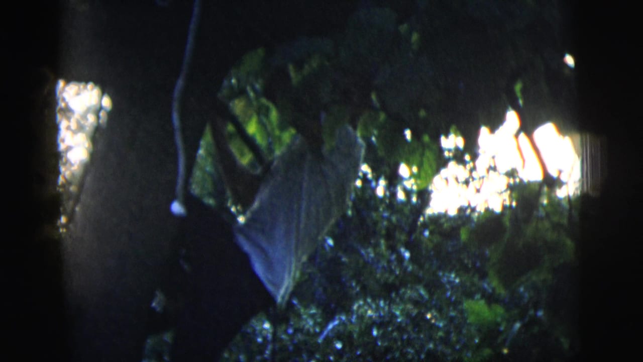 Dark tree canopy with dense leaves and bright sky showing through branches.