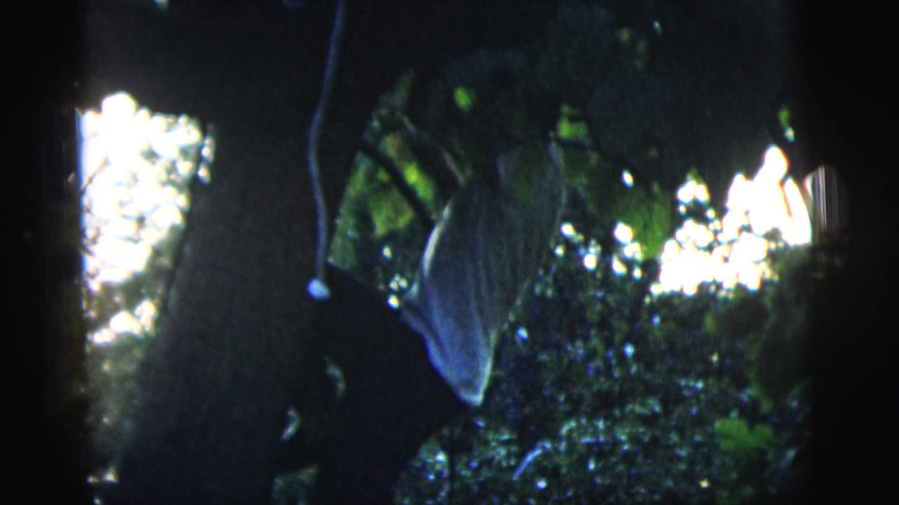 1958 New York City 8mm frame of a dark leafy canopy, with branches crossing bright openings in the background.