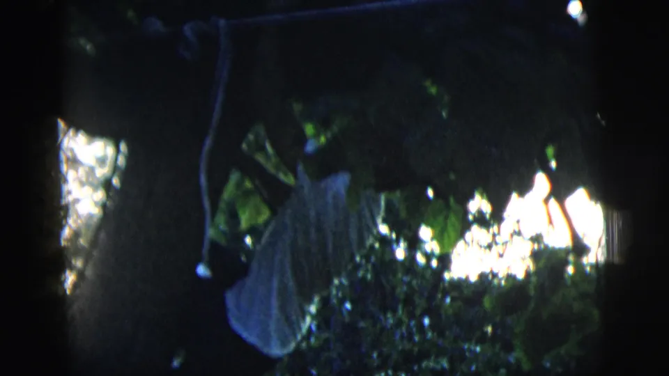 1958 New York City 8mm frame of a shaded tree canopy, with blurred leaves, branches, and bright daylight beyond.
