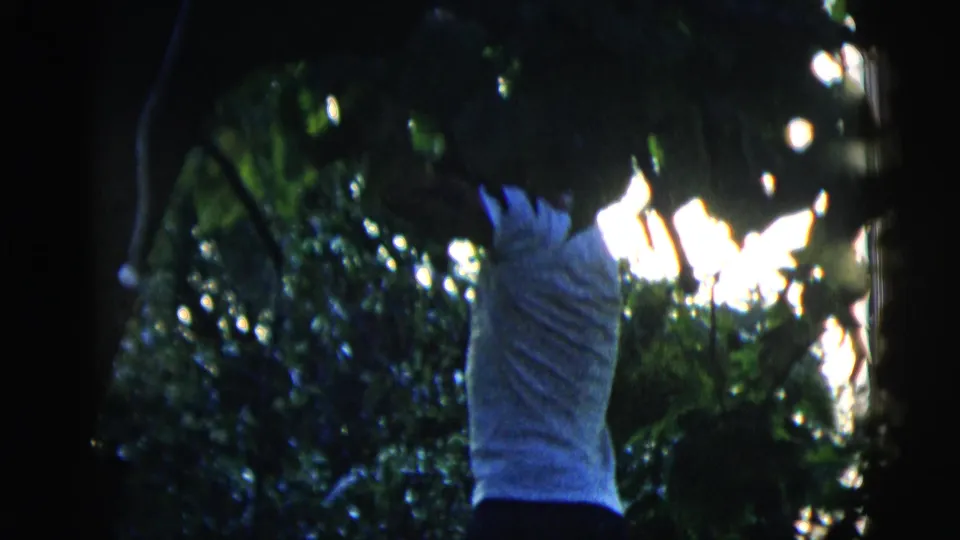 The man stretches upward under the tree canopy, partly obscured by shadow and bright leaf-filtered sunlight.