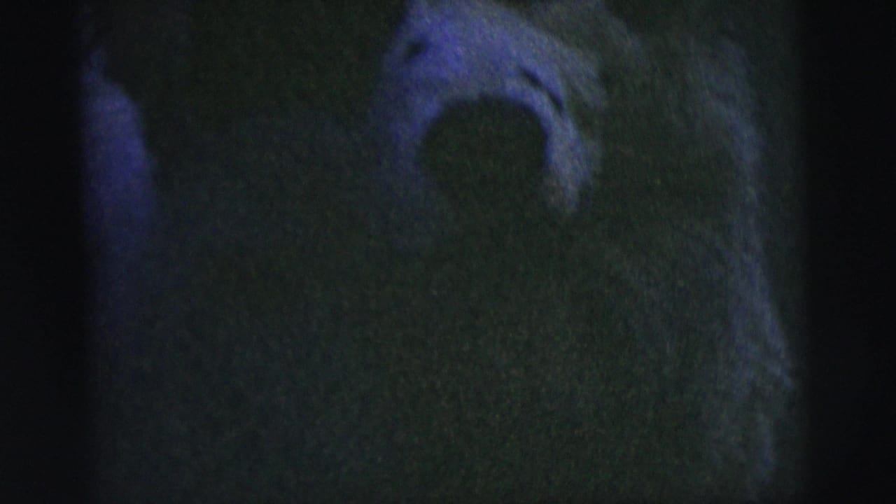 Dark, soft frame with a partial close view of a white dog against a shadowed background.