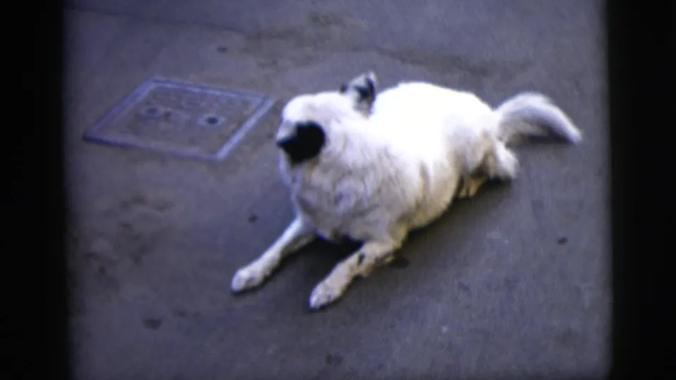 1958 New York City 8mm frame showing a fluffy white dog with black markings lying on pavement near a utility cover.