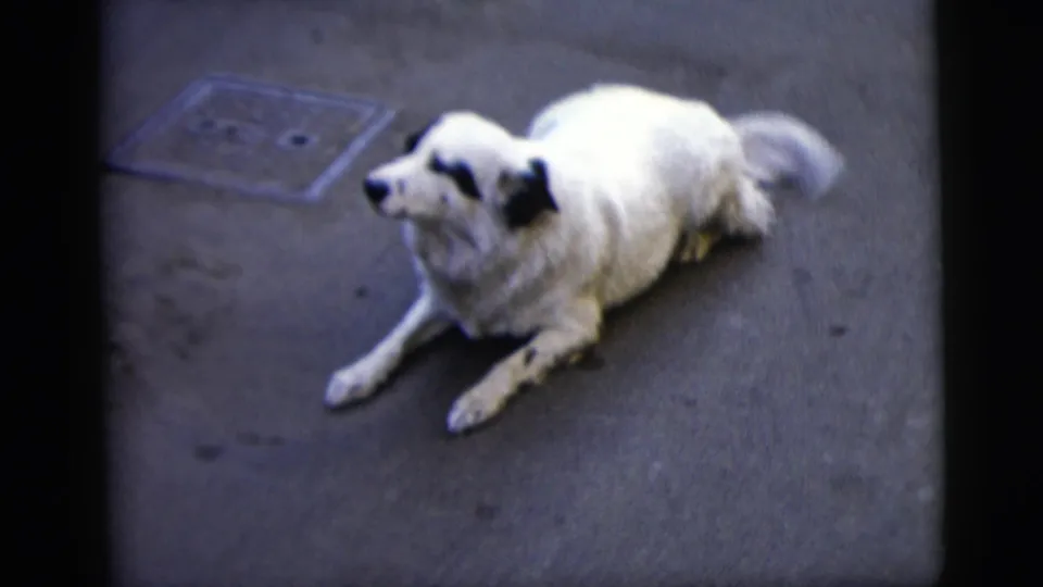 1958 New York City 8mm frame of the white dog resting on pavement with black markings visible on its face and ear.