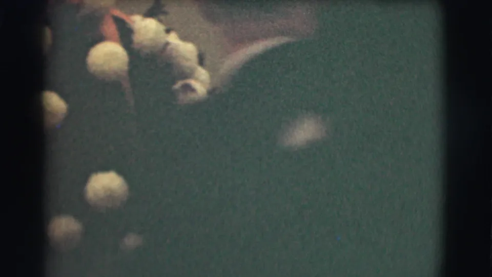 The handheld 8mm frame shows pale event flowers partly blocked by a dark foreground shape, with the interior setting only faintly visible.