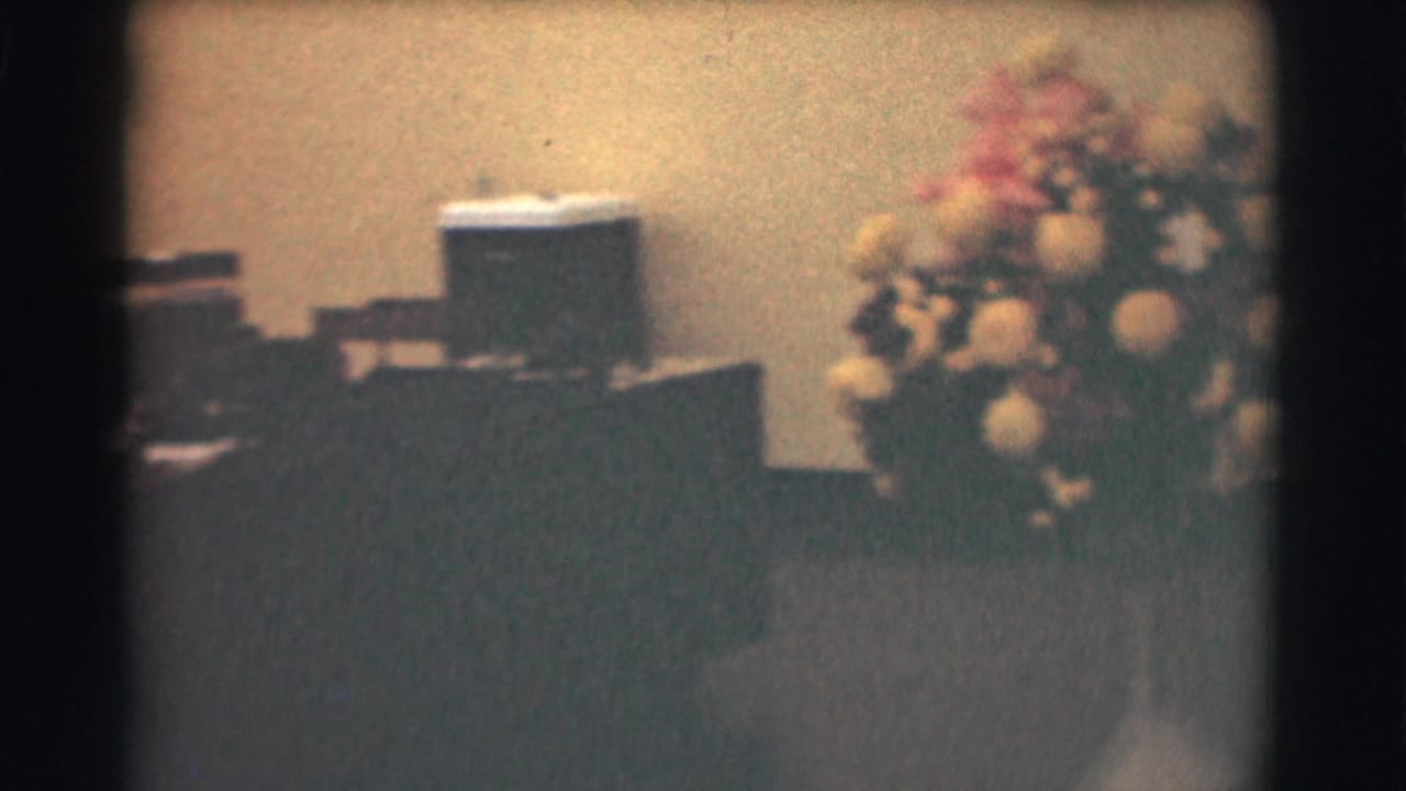 Saint Louis office scene from 1959 with floral arrangement, desks, and water cooler visible in a warm 8mm frame.