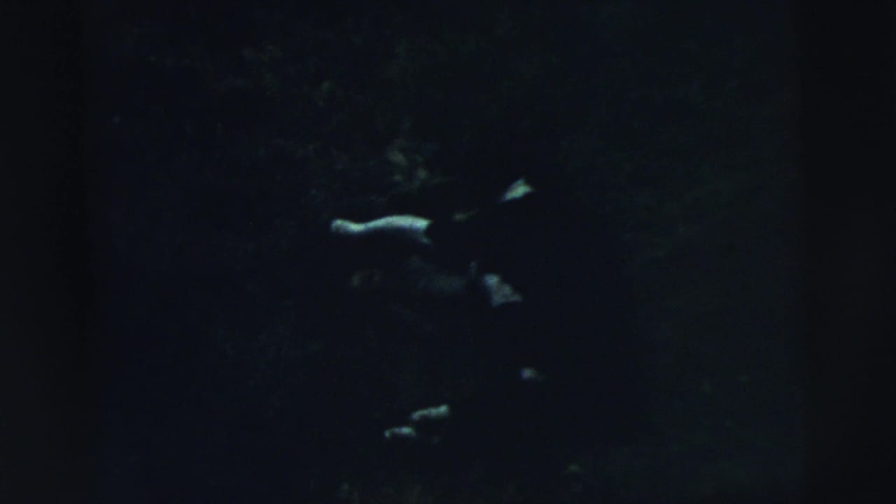 Faint pale shapes of a dog against a very dark grassy lawn.