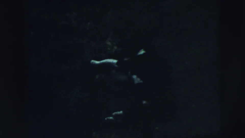 In the 1961 Camden home-movie frame, a dog is barely visible as pale shapes on a dark lawn.