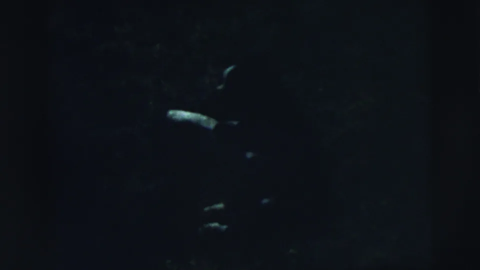 A low-exposure 8mm frame shows the dog as small pale forms against the dark Camden lawn.