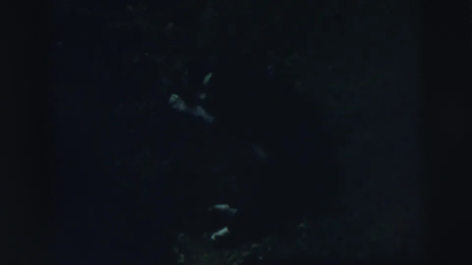 The 1961 home-movie frame shows the dog only partially, with pale forms low against the lawn.