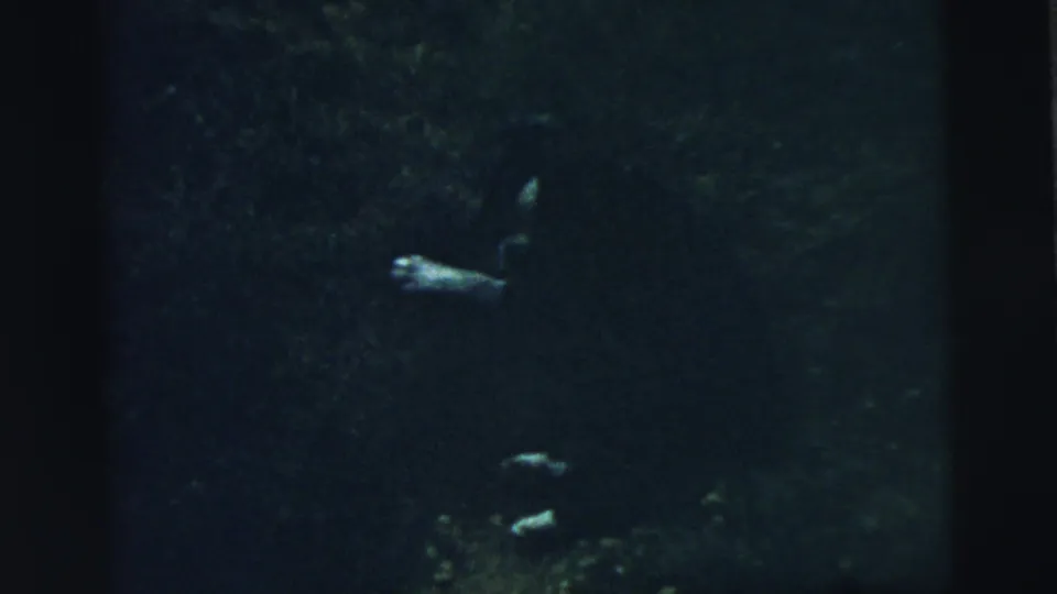 A Camden 1961 frame shows the dog more clearly as pale body and leg shapes on the dark lawn.