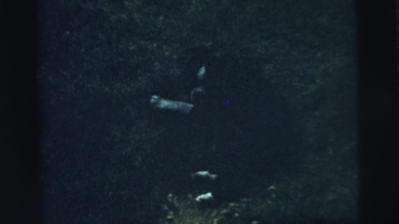 Dark grassy yard with a small animal shape near the center and heavy film borders.