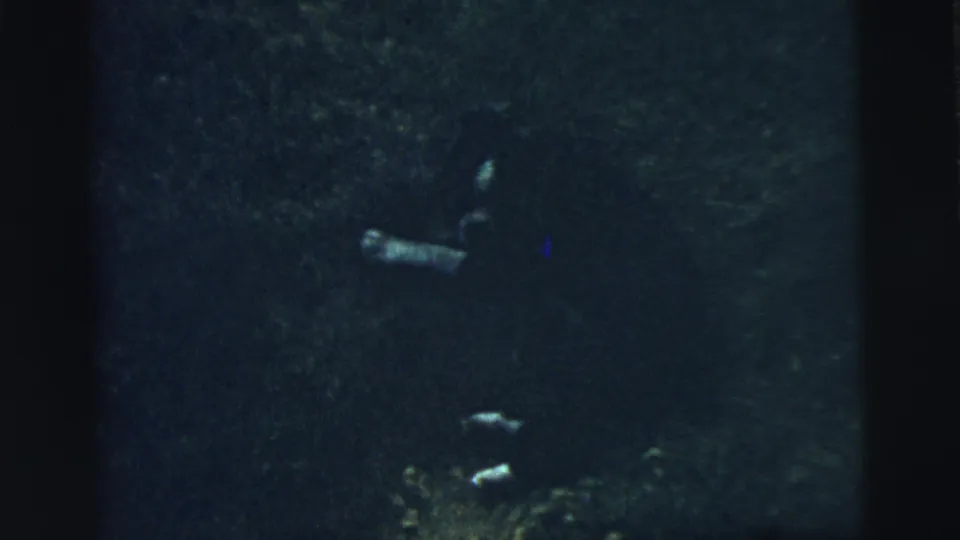 Low-light 1961 8mm frame from Camden, New Jersey, showing a small animal shape in dark grass with deep shadows and visible film borders.